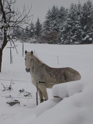 Gite De Charme Auvergne Cab'Ane Brousse Kültér fotó